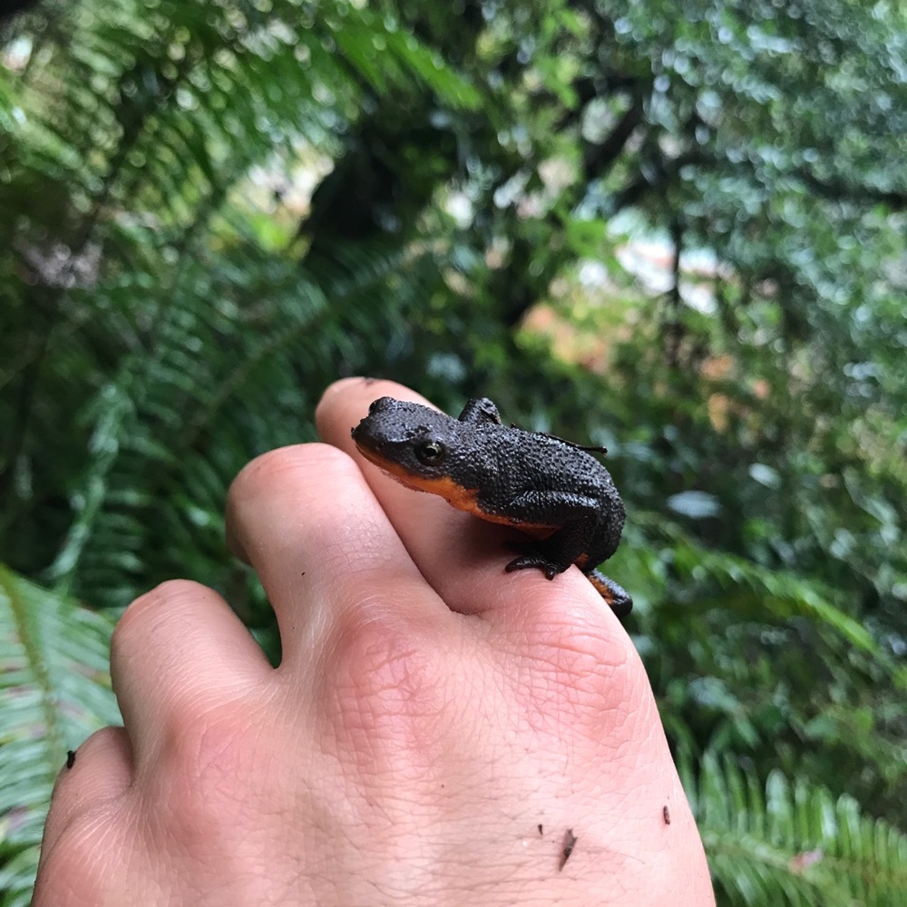 Meet your Posher, Rueben